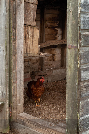Rooster, Whaley Farm