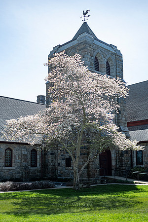 Flowering Tree, St Peter's by the Sea