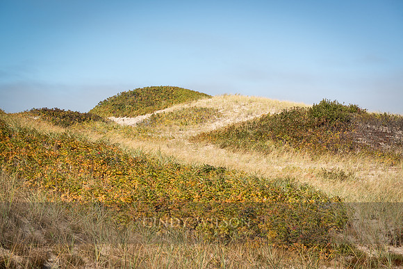 Grass over Dunes, Cape Cod National Seashore