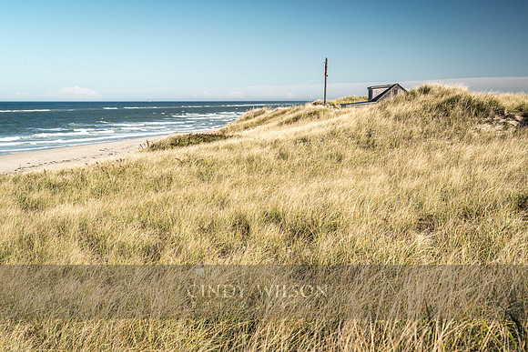 Nestled in the Grasses, Cape Cod National Seashore
