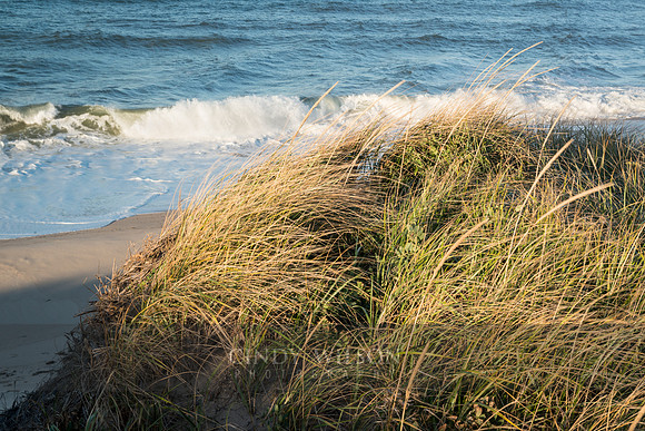 Breaker, Cape Cod National Seashore