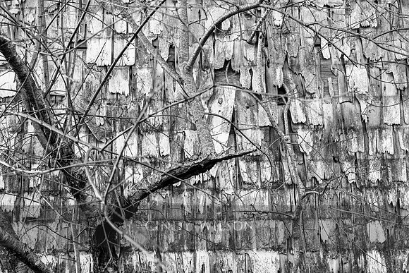 Tree and Shingles