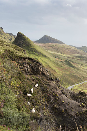 Sheep, Quaraing