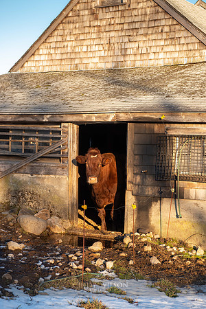 Cow, Whaley farm, South Kingstown