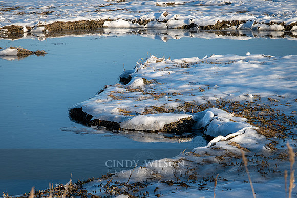 Winter Landscape Detail, East Matunuck