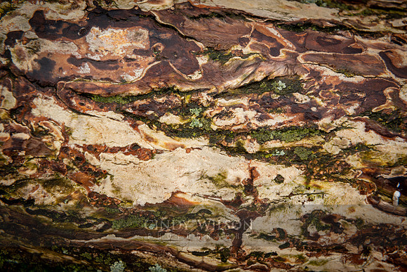 Textures in Wood