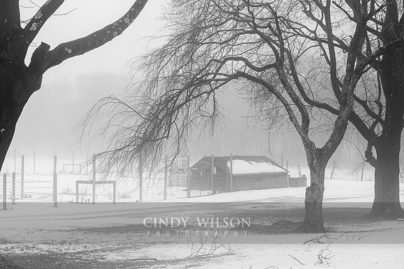 Snow Fog, Freeborn's