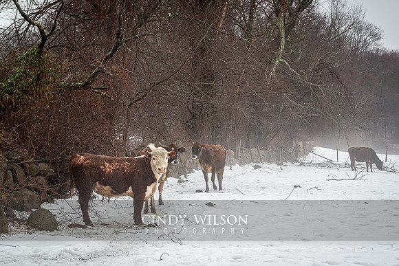 Cows in the Mist