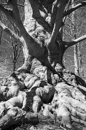 Beech Shadows, Portsmouth, RI