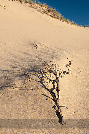 Roots in a Dune, Cape Cod National Seashore