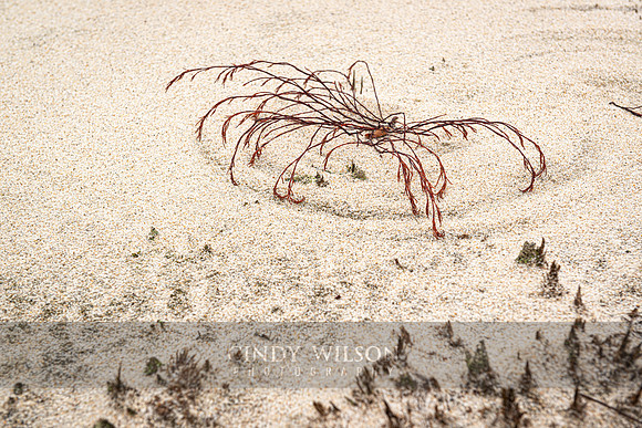 Spider Plant, Cape Cod National Seashore