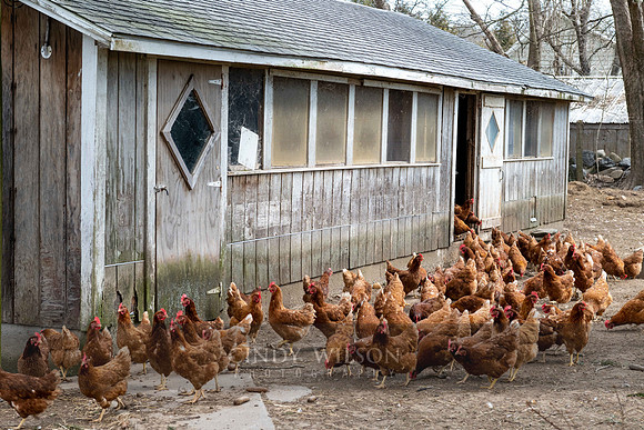 Chickens, Westerly