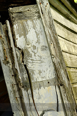 Face in the Woods