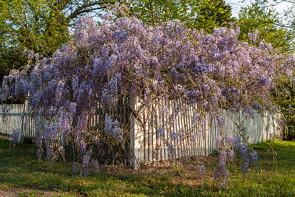 Wisteria, Wickford