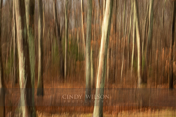 Trees of Light