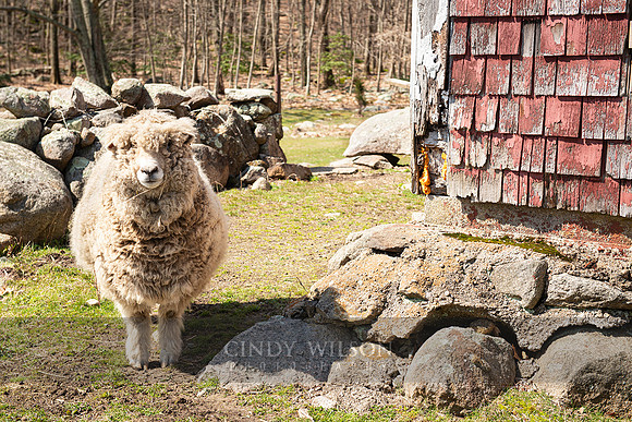 Sheep