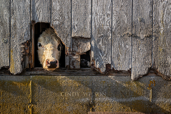 Cow Poke