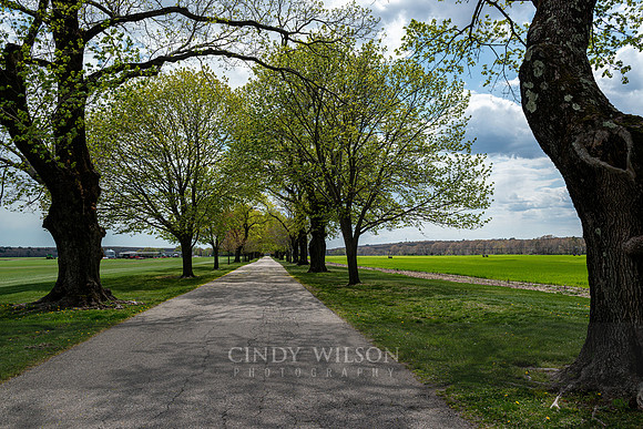 Tree Lined Driveway, Slocum, RI