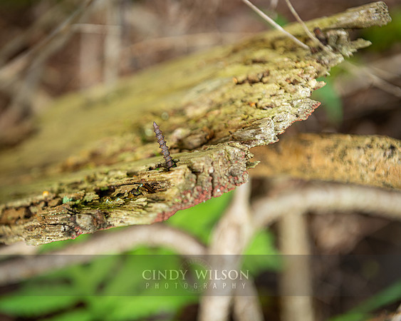 Rusted Screw