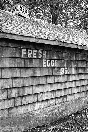Fresh Eggs