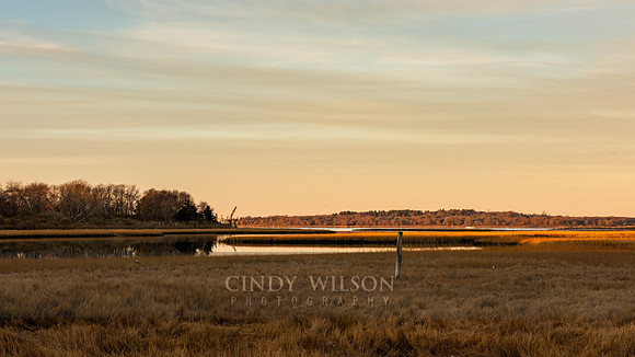 Salt Fox Marsh Magic