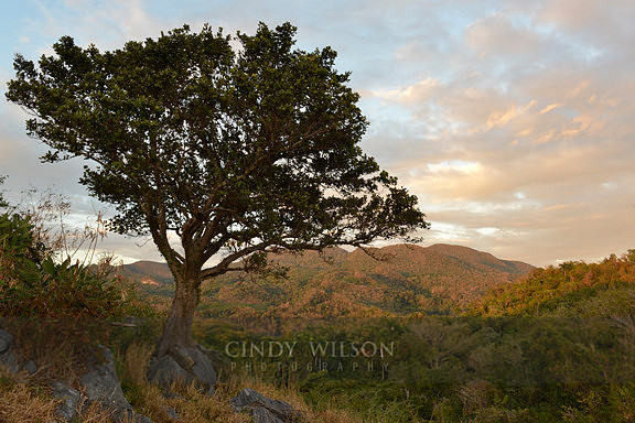 Tree at Sunset , Escambray Mountains