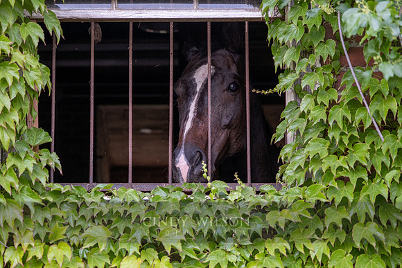 Behind Bars, Glen Farm