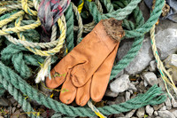 Orange Glove, Cow Head