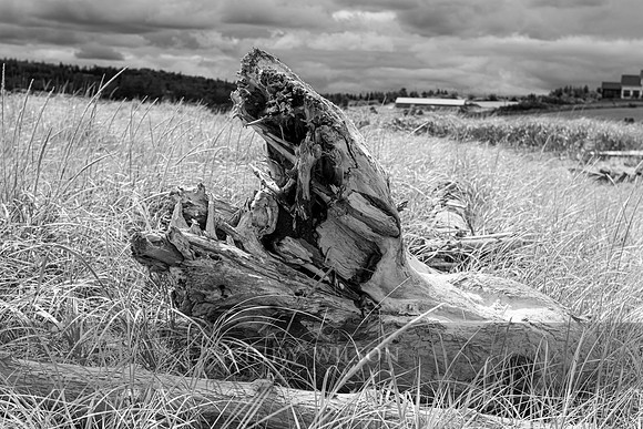 Driftwood, Sea View Beach