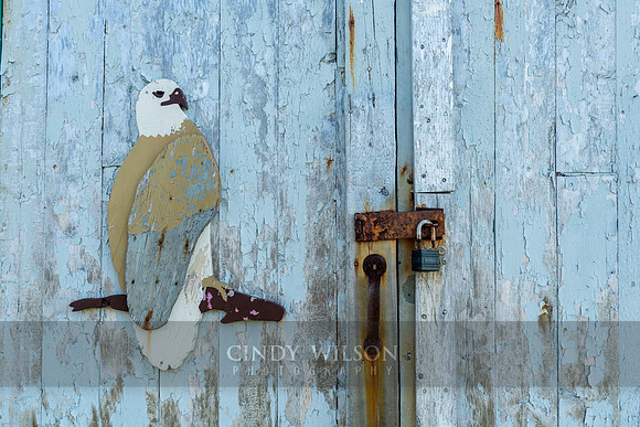 Door Puffin, Crow Head