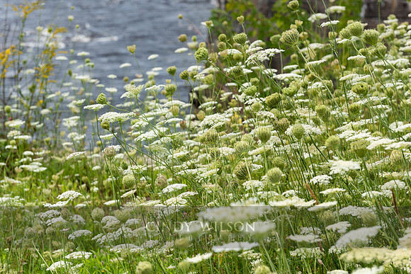 Queen Anne's Lace