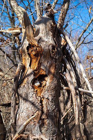 Agony Tree