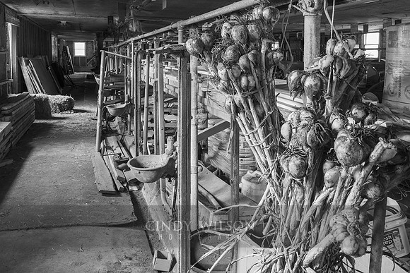 Bulbs in a Barn