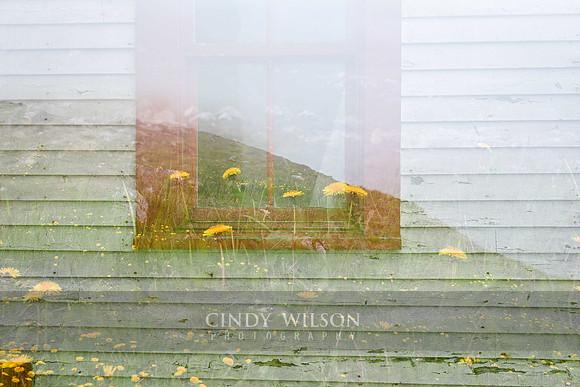 Dandelion Window, Ferryland
