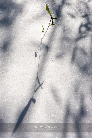 Fragility