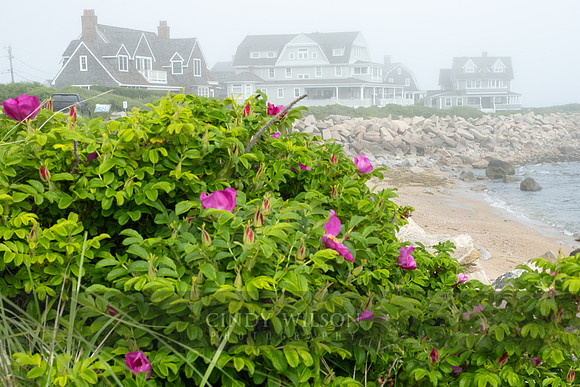 Weekapaug Beach Roses