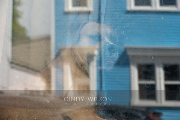 Doggie Reflections, St John's