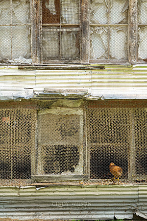 Egg Farm Chickens