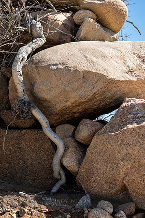 Snake Root