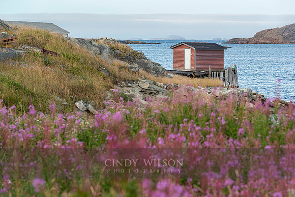 Stage with Purple Wildflowers, Fogo Island