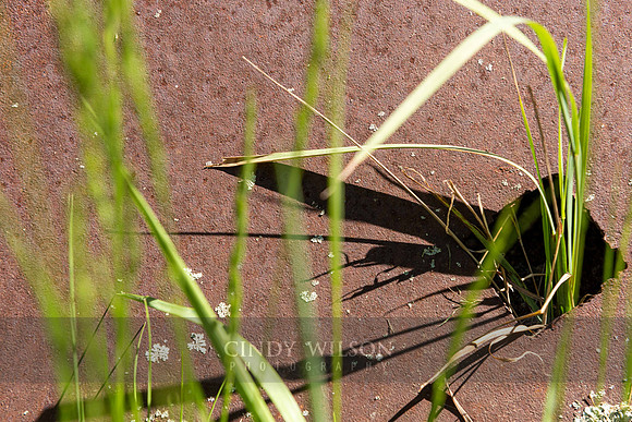 Weed Hole
