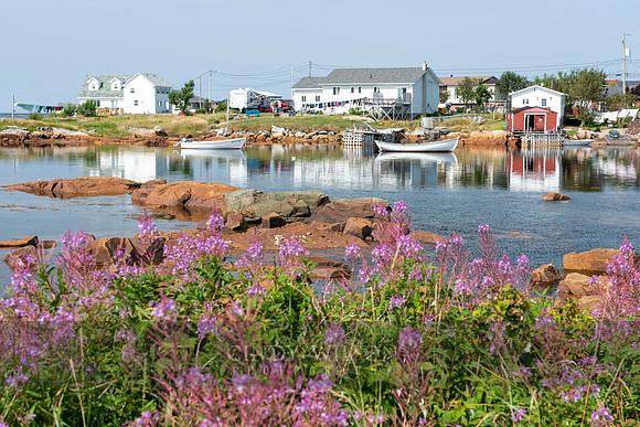 Wildflowers, Joe Batt's Arm