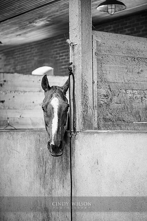 Horse, Glen Farm Stables