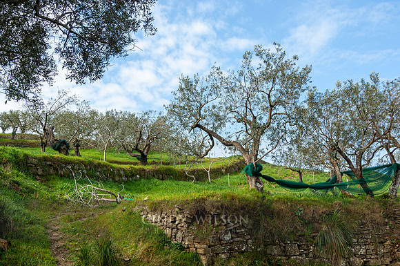 Olive Trees, Monte Stella, 2022