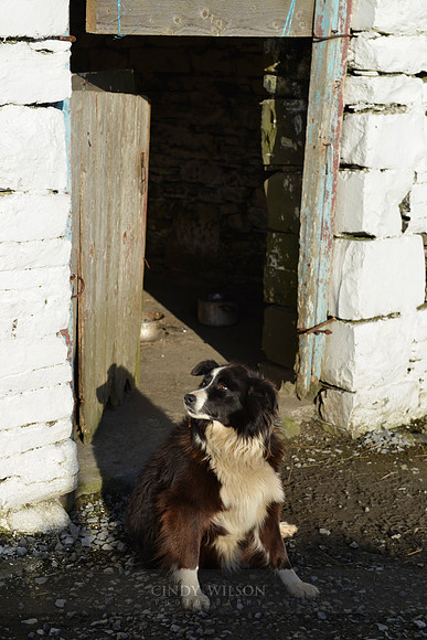 Farm Dog, Doolin