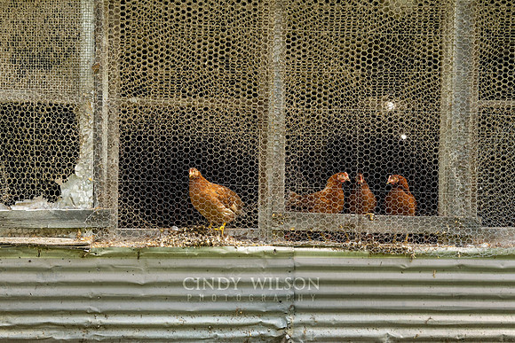 Egg Farm Chickens