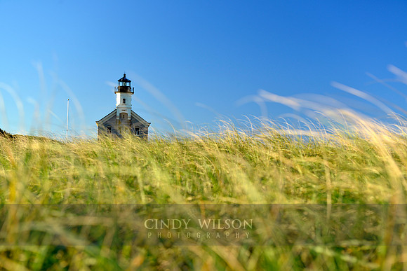 North Light with Soft Grasses