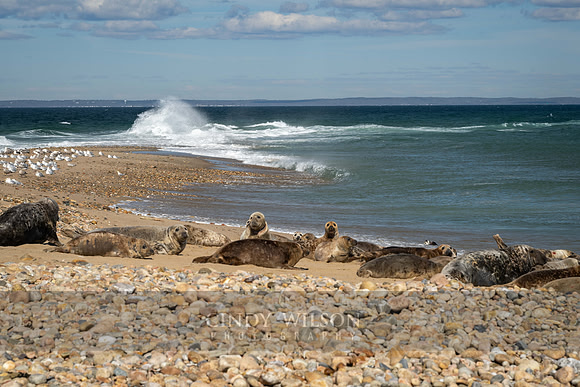 Seals, Sandy Point