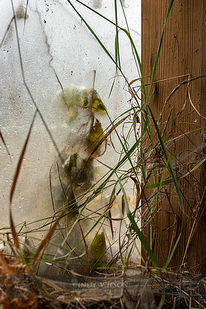 Please Let me In!