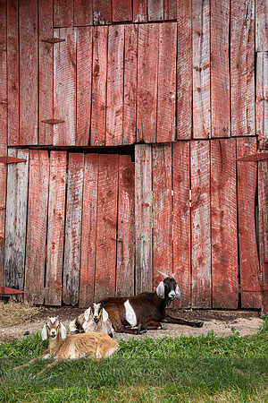 Goats in Front of a Weathered Door
